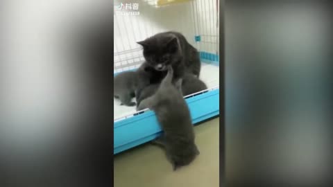 Tiktok cute CATS funny video compilation (cute)