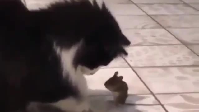 Cat and mouse best chil 😄😄😄 funny video