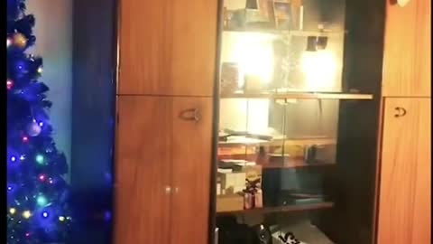 Funny animals dancing 2022