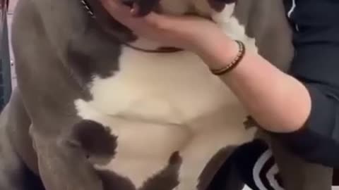Dog funny. Song video sucrib. Like plz👿👿👿