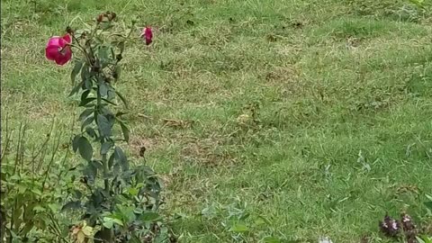 TOM AND JERRY
