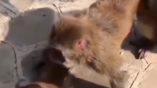 monkey funny