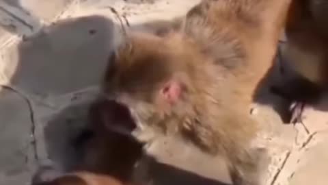 monkey funny