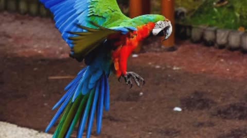 All colour parrot