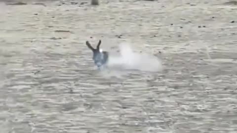 Eagle hunts rabbit