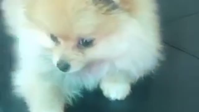 pomeranian lulu - German Spitz