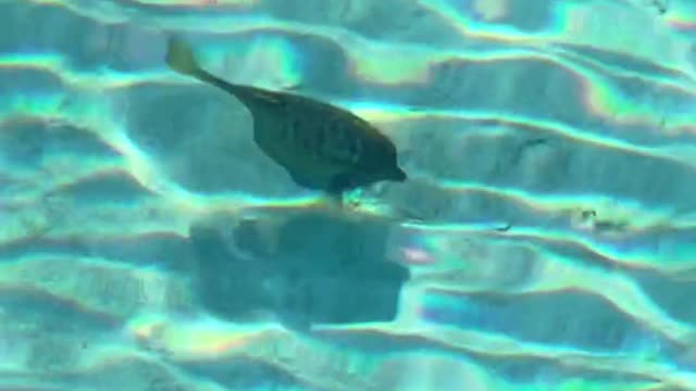 followed this fish and it bit me!@