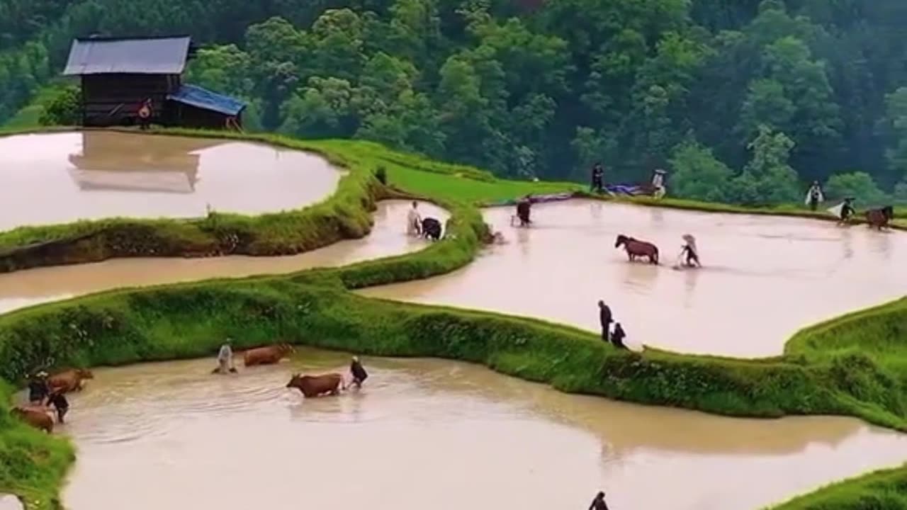美丽的田园风光
