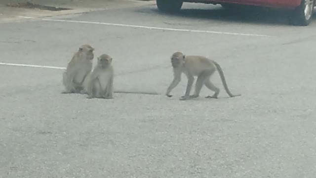 Hungry monkeys looking for food