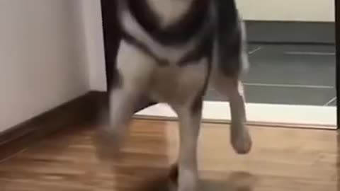 Husky Dog