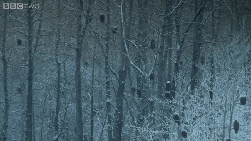 Bald Eagles clash - Alaska_ Earth's Frozen Kingdom