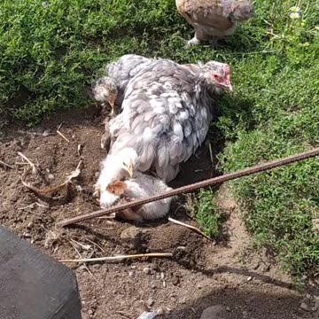 Sweet chicken mama 🐔♥️🐤♥️