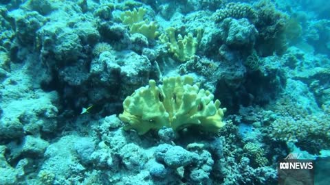 How climate change is affecting a spectacular reef system off the West Australian coast _ ABC News