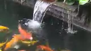 Koi fish pond (40)