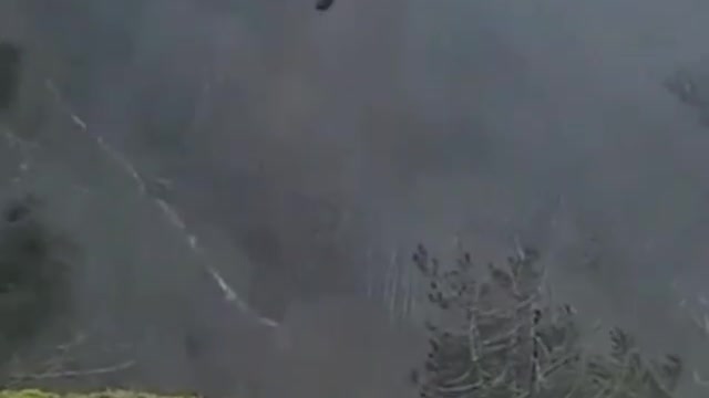 Golden Eagle flies away with a fox