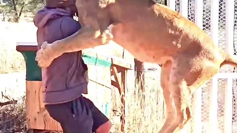 That lion just hit the cleanest back take