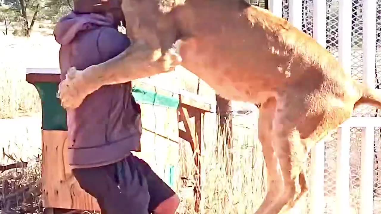 That lion just hit the cleanest back take