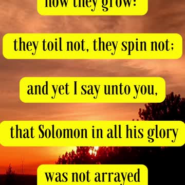 JESUS SAID.... Luke 12:27 “Consider the lilies how they grow: they toil not, they spin not...