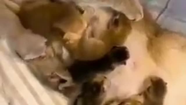 SOO CUTE - BABIES AND MOM ! | Cute Cat Training 2022 #usa #138 #shorts