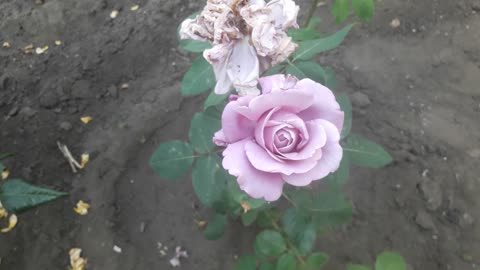 Purple rose