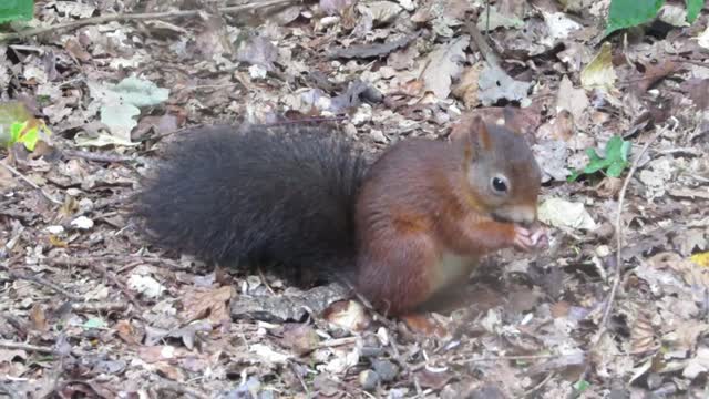 Red squirrel in front of my actioncam !