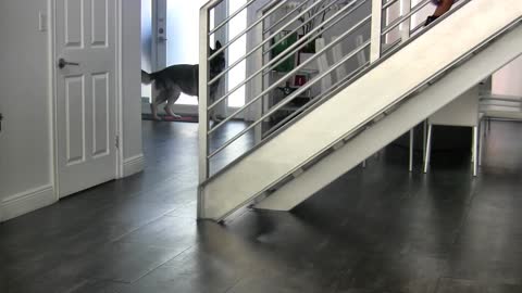 Teaching dogs to guard people and objects