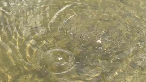 Beautiful minnows of the Humber River