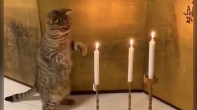 Kitten Playing With Candle Fire.