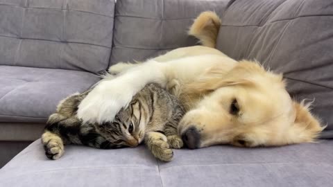 Golden Retriever Tries to make Friends with a Funny Cat