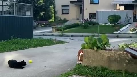 FUNNY CATS vs DOGS 🐱🐶