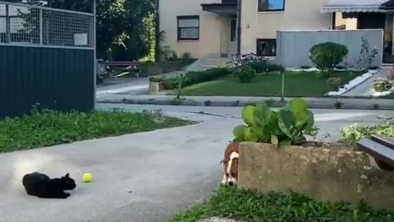 FUNNY CATS vs DOGS 🐱🐶