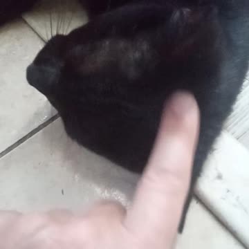 Another stupid cat video