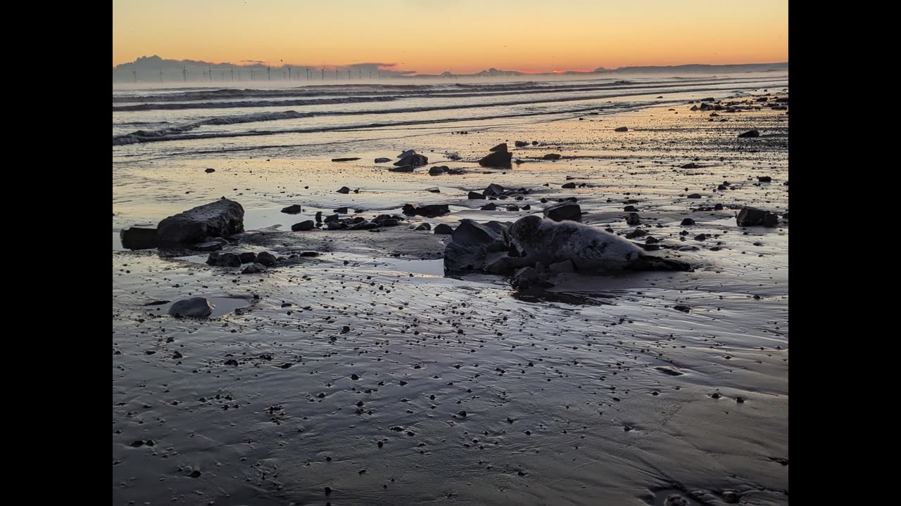 Seal at Seaton Carew