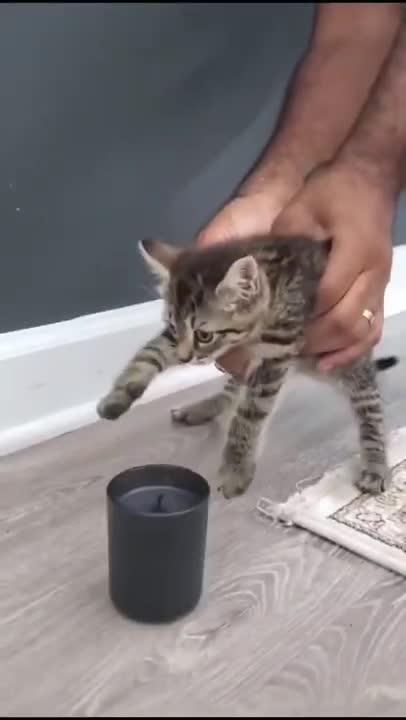 Let us see how cat is More Intelligent After being trained