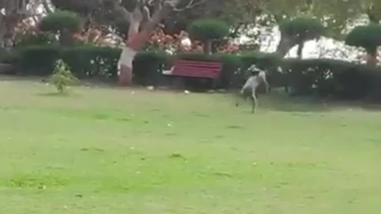 Monkey Doing Back Flip Seeing Man #shorts #shortvideo #video #virals #videoviral