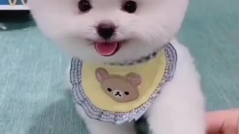 Cute dogs video