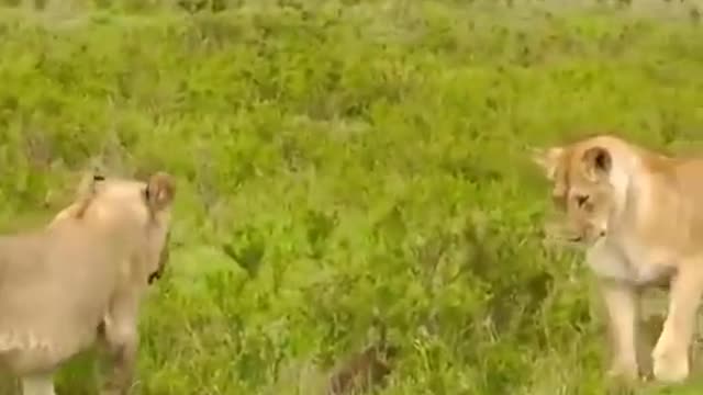 Mongoose fends off four lioness