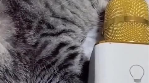 Funny Cats Videos Try Not To Laugh Extreme