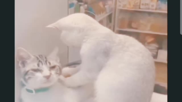 Pets Playing funny video