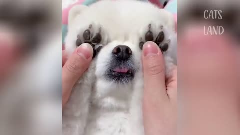 Fluffy puppy flying with balls