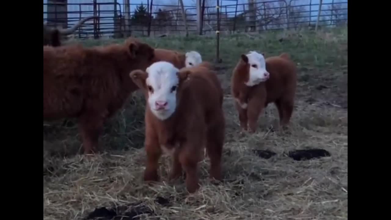 A cow washing its face