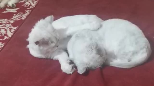 #cat