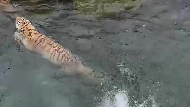 Tiger, snatching food