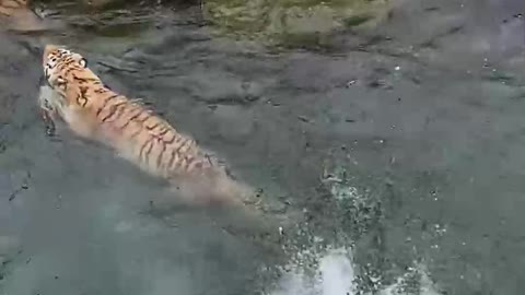 Tiger, snatching food