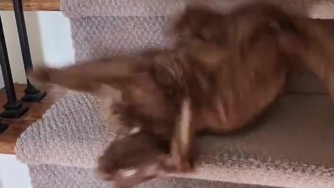 Why you should have a cat