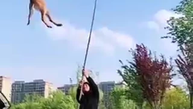 Belgian Shepherd Dog Training||The Best Malinois Dog Jumping and Climbing video