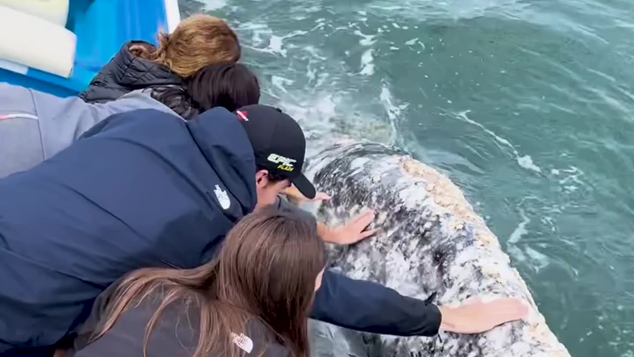 Ever Seen A Whale Wanting To Be Petted? 😮🐋