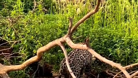 Power lion vs ALLIGATOR