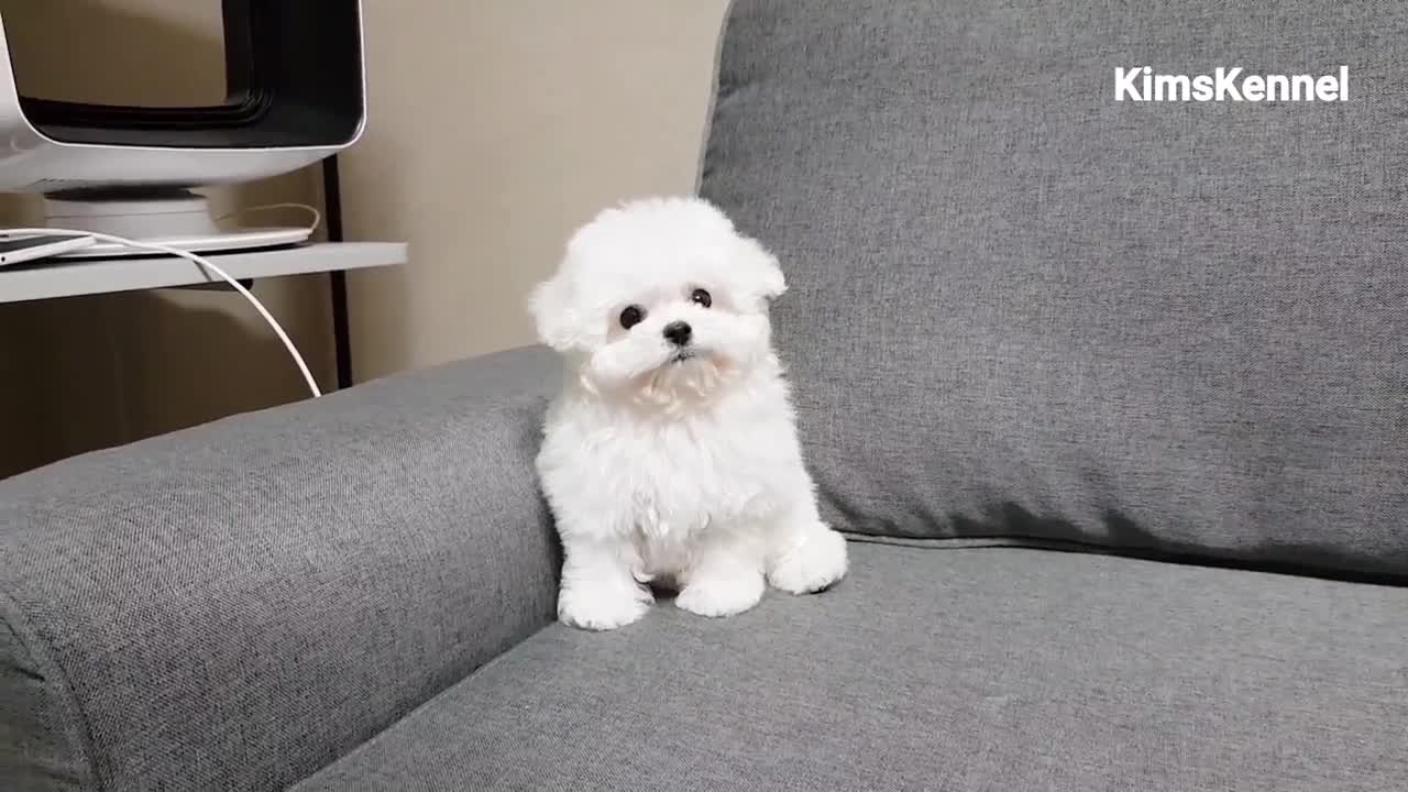 Puppy play time taza de té bichon frise - taza de té cachorros KimsKennelUS