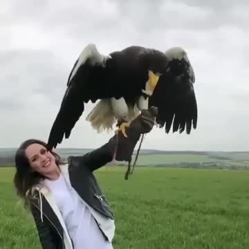 Ten kilograms is the largest subspecies of eagles And the woman feeds it on her hand